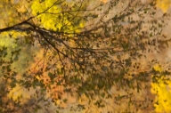 Autumn;Big-South-Fork-National-Recreation-Area;Branches;Fall;Foliage;Gold;Green;
